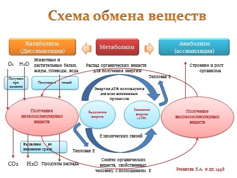 Инсулиновый индекс