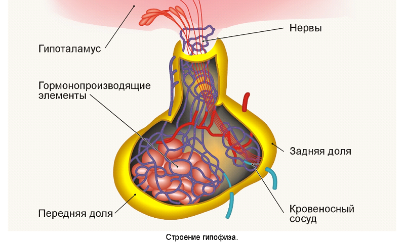 Гипофизарный нанизм