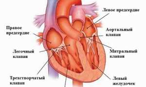 Шумы в сердце