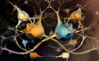 Вегето сосудистая дистония: симптомы у взрослых