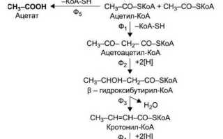 Реферат: маслянокислые бактерии как продуценты кислот