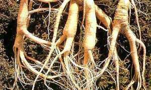 Желудочковая экстрасистолия — что это такое