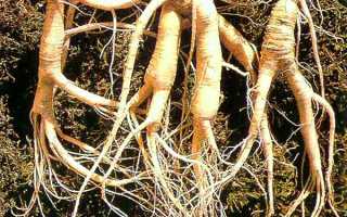 Желудочковая экстрасистолия — что это такое