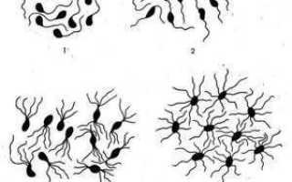 Как соотносится строение бактериальной клетки и ее функции
