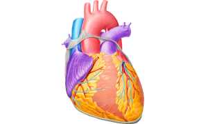 Строение миокарда