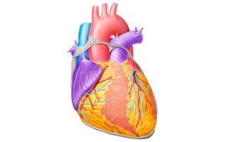 Строение миокарда