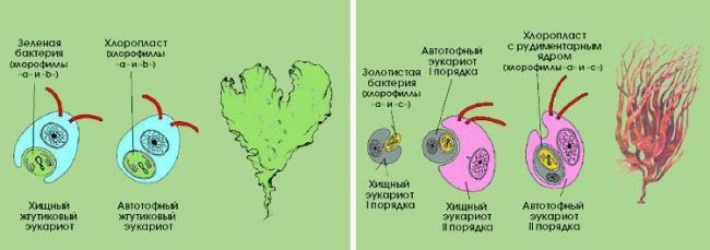 Вредные бактерии – возбудители болезней человека
