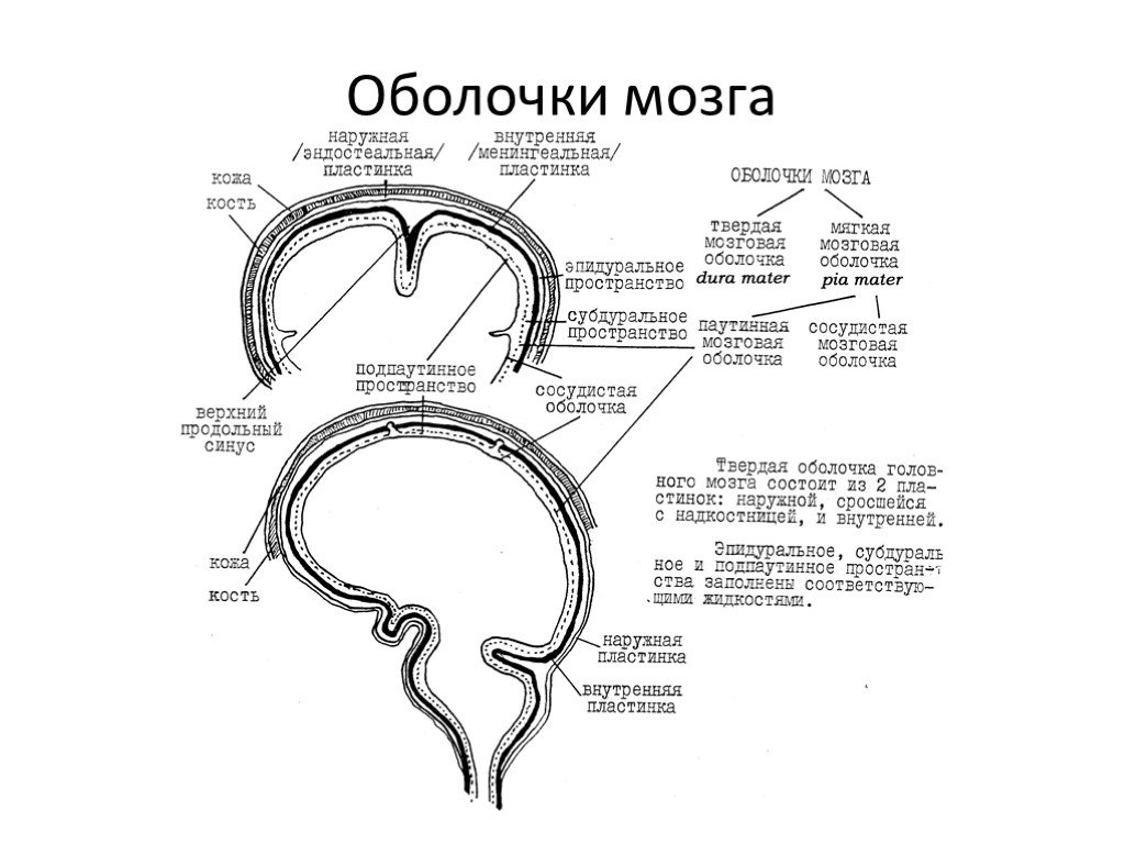 Анатомия: оболочки спинного мозга. твердая оболочка, паутинная оболочка, мягкая оболочка спинного мозга