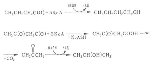 Маслянокислое брожение