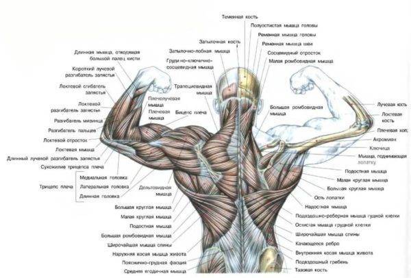 Упражнения для спины с гантелями