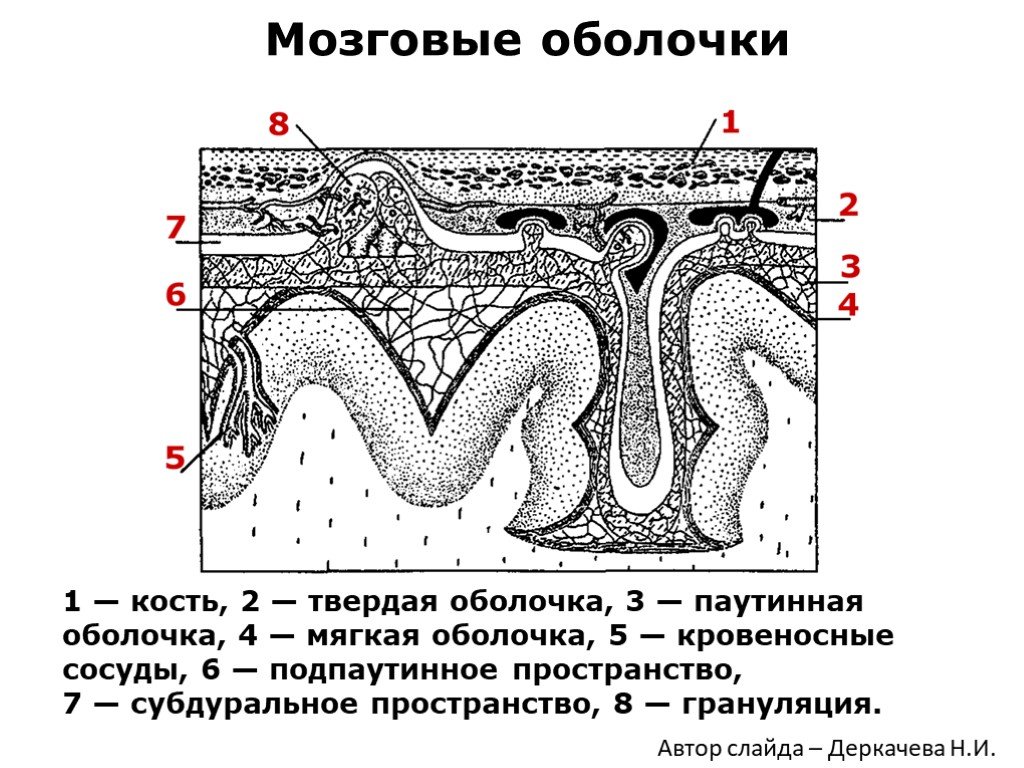 Клиническая анатомия позвоночника и спинного мозга