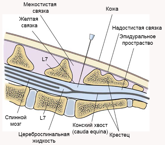 Оболочки спинного мозга человека