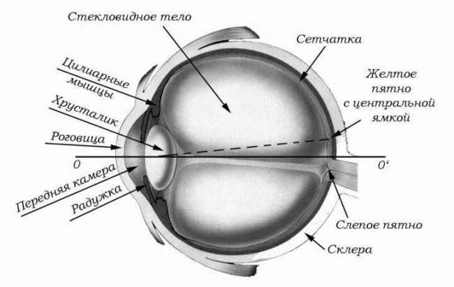 Кератотопография роговицы глаза: показания и результаты