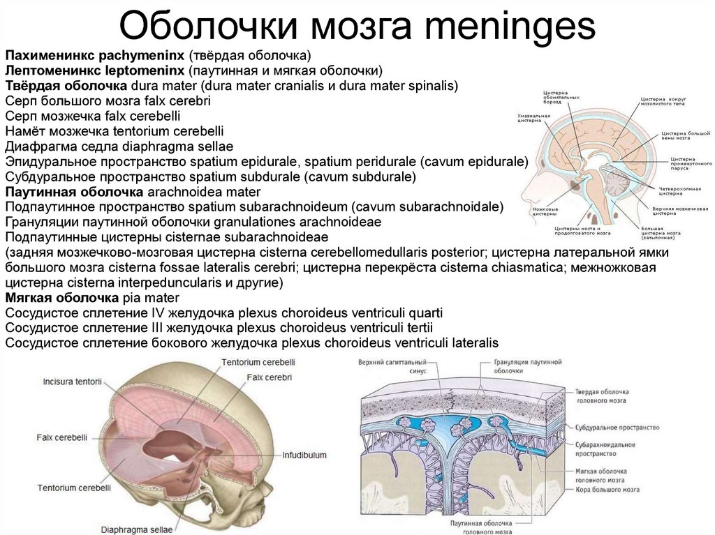 Анатомия эпидурального пространства - морган э. дж. клиническая анестезиология. книга 1 - ?????? - ??????????? ??????????????...