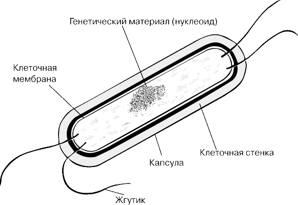 Молочное брожение глюкозы формула. брожение молочнокислое: технология и необходимое оборудование. гетероферментативное молочнокислое брожение