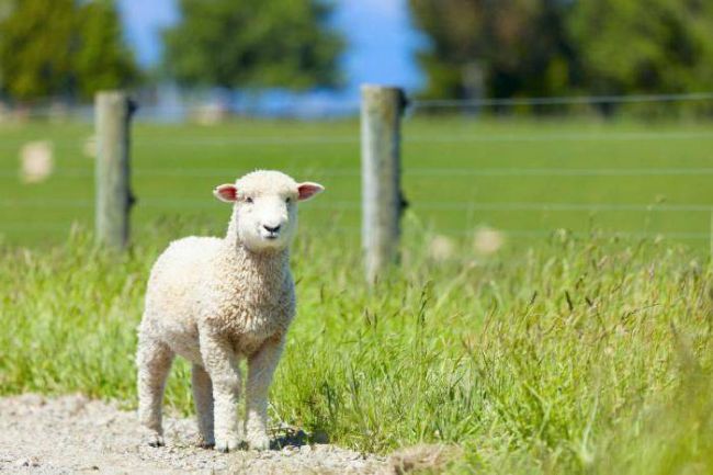 Док-1 Макс таблетки инструкция по применению