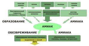 На чистой коже человека за 10 минут гибнет 85% болезнетворных бактерий, а на грязной всего 5%. какова причина гибели бактерий?