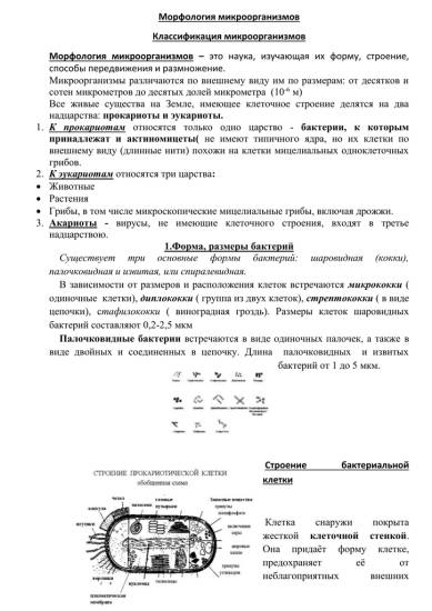 Какие полезные, а какие неполезные бактерии для человека