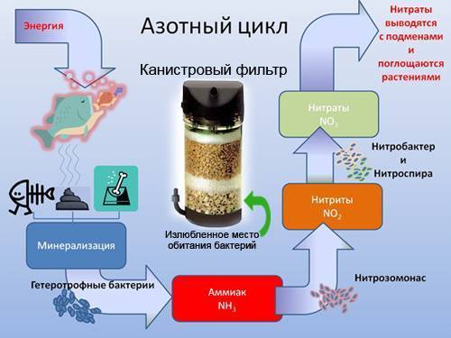 Особенности днк в клетках бактерий