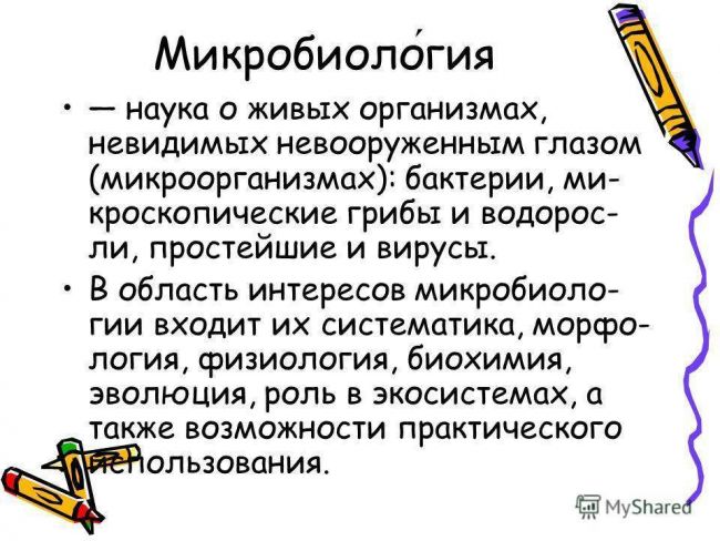 «все могут короли…», или многообразие бактериальных свойств