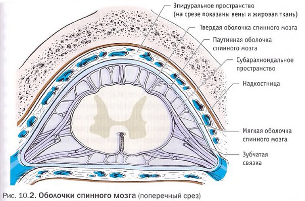 Твердая и арахноидальная оболочка спинного мозга