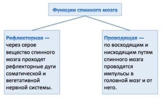 Эпидуральное, субдуральное и подпаутинное пространство
