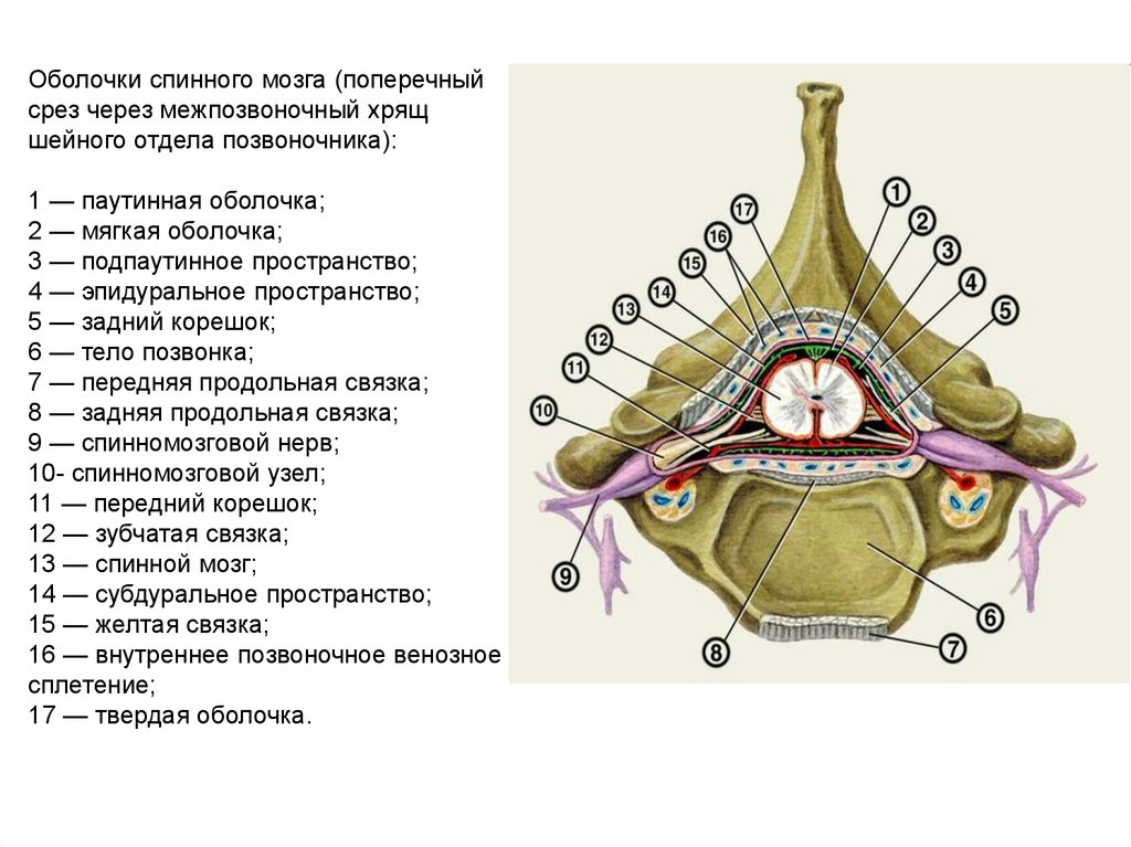 Оболочки спинного мозга человека