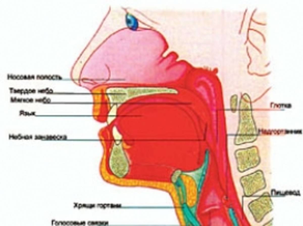 Как восстановить голос при простуде