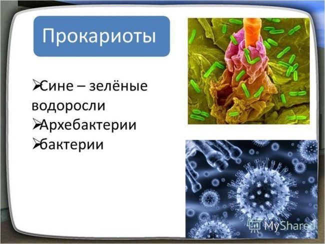 Заболевания, вызываемые бактериями у человека. список, симптомы и лечение