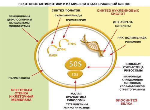 Как по анализу крови понять, вирусное заболевание или бактериальное