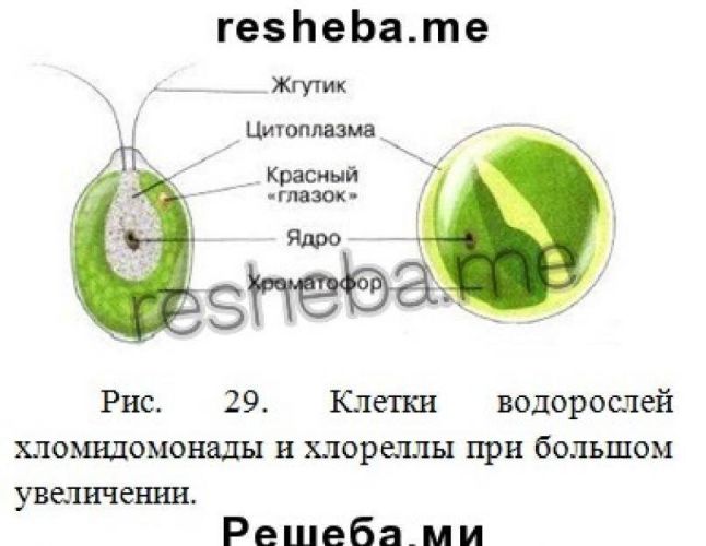 Дисбактериоз, дизбактериоз. нарушение микрофлоры. бифидобактерии. бифидо-бактерии. причины, симптомы, лечение. опасность здоровью