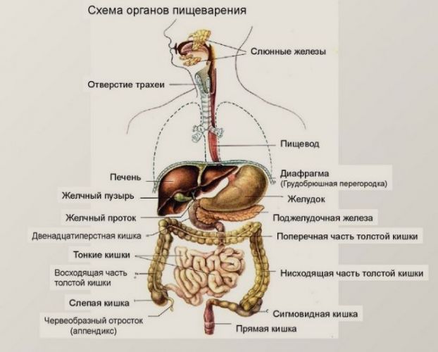 Эрозивный бульбит диета рецепты меню на неделю