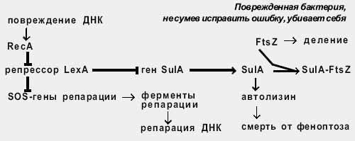На чистой коже человека за 10 минут гибнет 85% болезнетворных бактерий, а на грязной всего 5%. какова причина гибели бактерий?