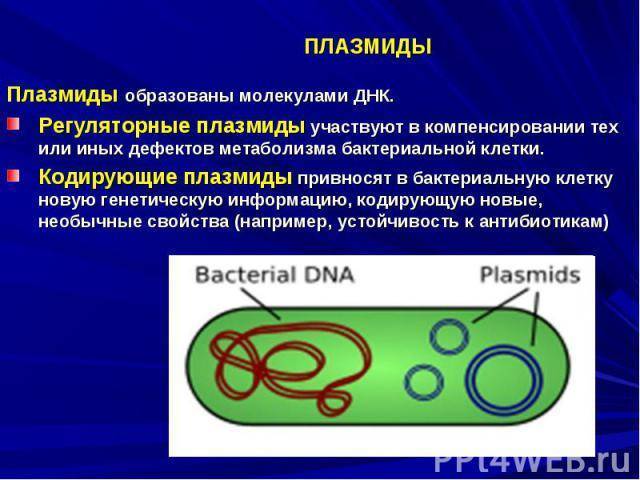 Нехромосомные генетические элементы бактерий