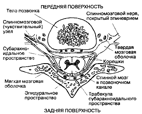Оболочки спинного мозга человека