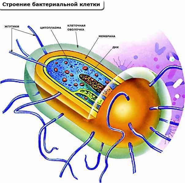 Значение бактерий в природе и жизни человека