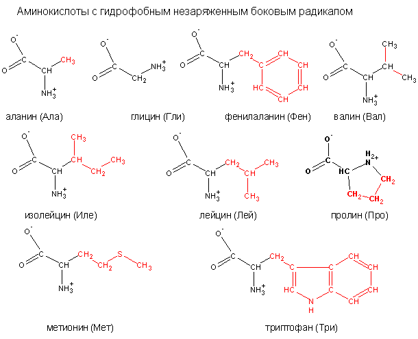 Аминокислоты — большая медицинская энциклопедия