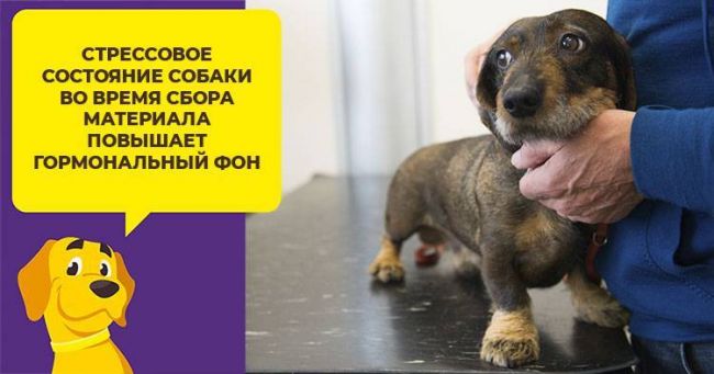 Дексаметазон для собак