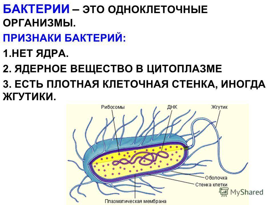 Царство бактерии: строение, жизнедеятельность, размножение, роль в природе / справочник :: бингоскул