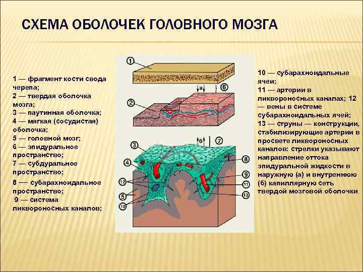 Твердая и арахноидальная оболочка спинного мозга