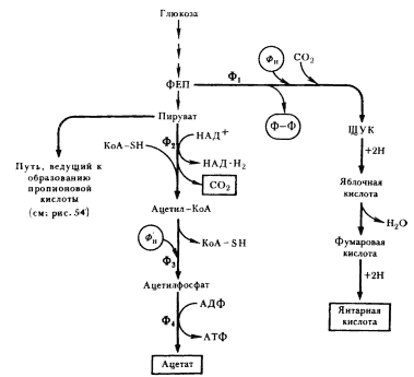 Маслянокислое брожение