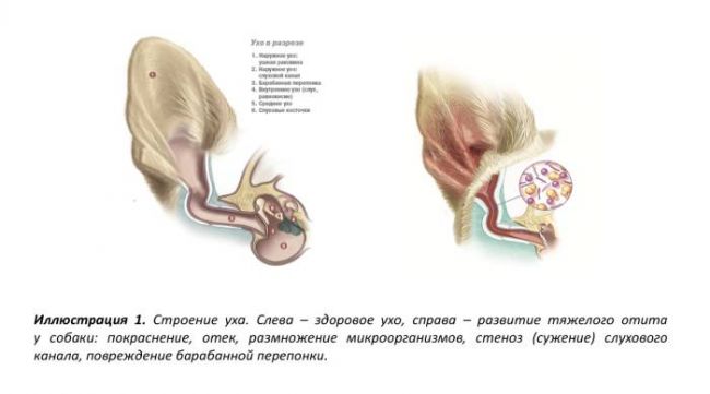 Статьи по заболеваниям, травмам внутреннего уха