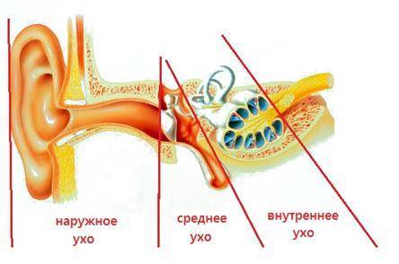 Применение камфорного спирта для ушей