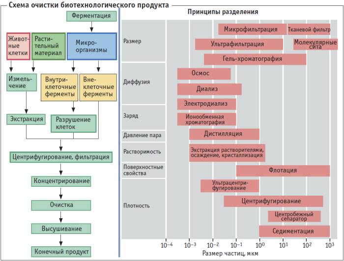 Полезные и вредные бактерии