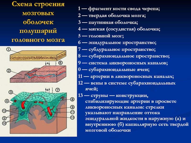 Анатомия: оболочки спинного мозга. твердая оболочка, паутинная оболочка, мягкая оболочка спинного мозга