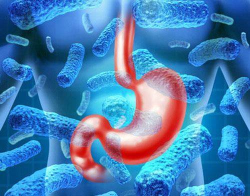 Питание термофильных бактерий и вызываемые ими процессы