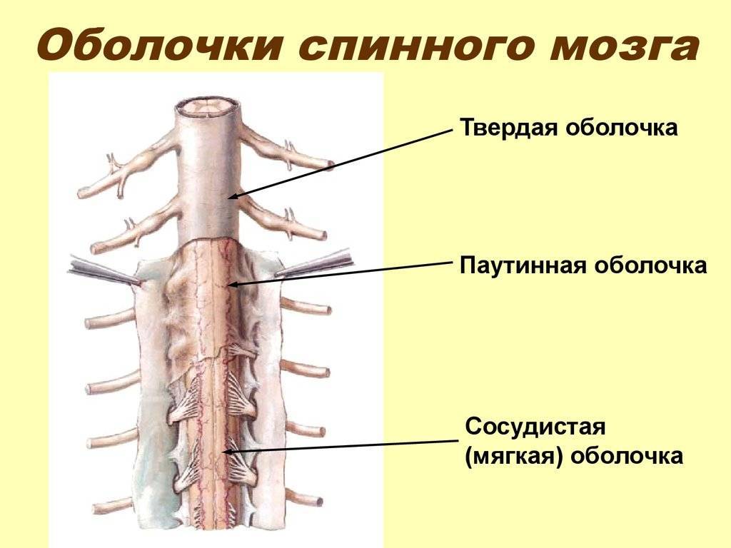 Анатомия эпидурального пространства - морган э. дж. клиническая анестезиология. книга 1 - ?????? - ??????????? ??????????????...