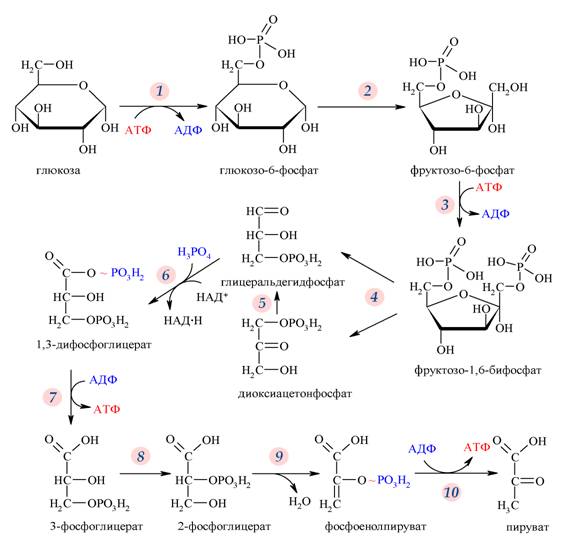 Молочное брожение глюкозы формула. брожение молочнокислое: технология и необходимое оборудование. гетероферментативное молочнокислое брожение