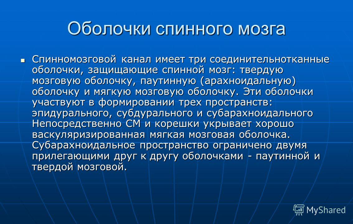 Оболочки спинного мозга человека