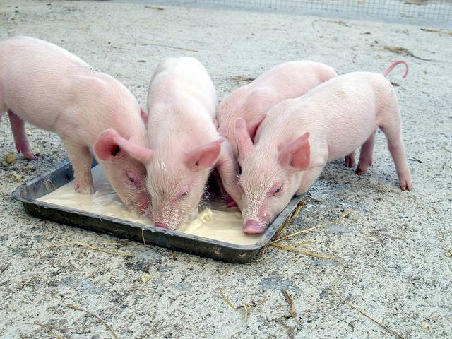 Ветеринарный препарат Альбен C
